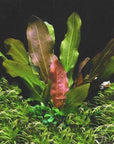 Florida 10 Species Live Aquarium Plants Bundle