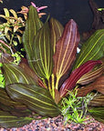 Florida 10 Species Live Aquarium Plants Bundle