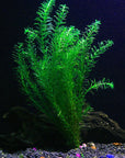 8 Species Aquarium Plants Bundle – Anacharis, Hornwort, Amazon Sword, Moneywort, Ludwigia and Cryptocoryne