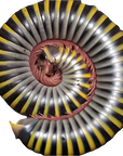 Bumblebee Millipede 'Florida' - Anadenobolus monilicornis