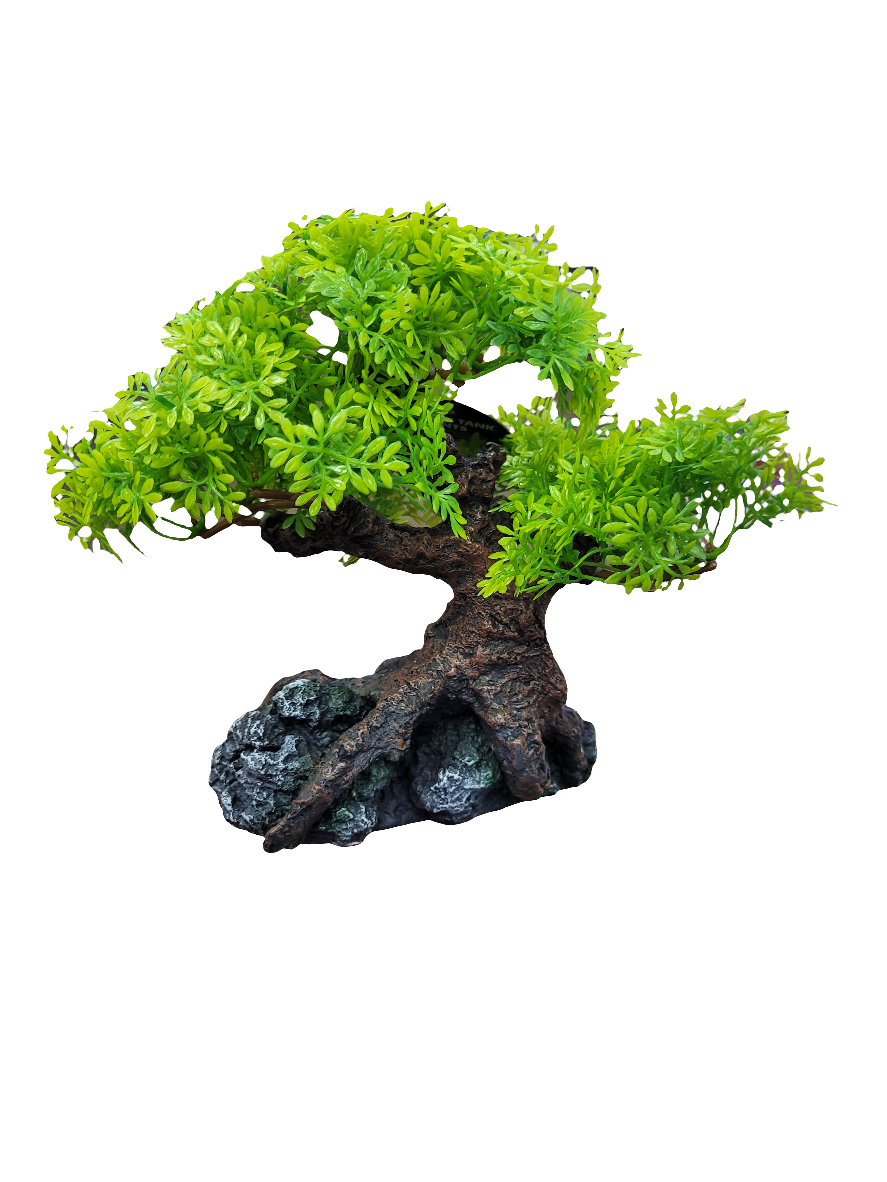 komono bonsai tree Komodo - Bonsai Tree Decor