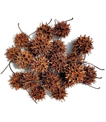 Lugarti Sweet Gum Seed Pods, with their brown and spiky appearance, scattered on a white background, offer perfect terrarium enrichment.