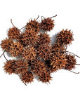 Lugarti Sweet Gum Seed Pods, with their brown and spiky appearance, scattered on a white background, offer perfect terrarium enrichment.