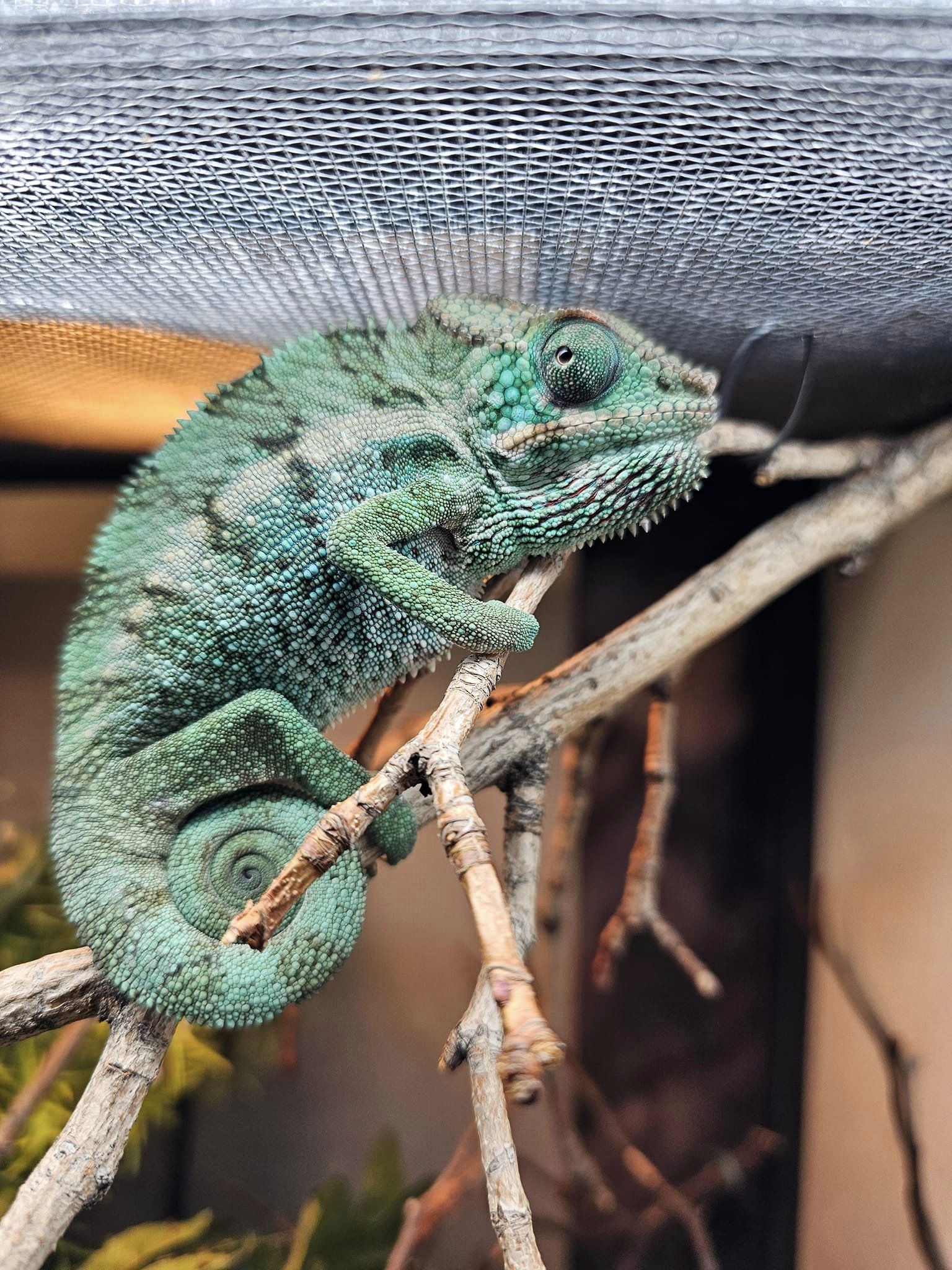 A beautiful chameleon in an enclosure at Aquatic Oasis Reefing