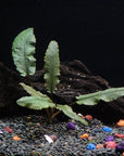 6 Species Aquarium Plants Bundle – Java Fern, Hornwort, Amazon Sword, Moneywort, Ludwigia and Cryptocoryne