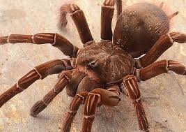 Theraphosa Stirmi - Burgundy Goliath Bird-eater