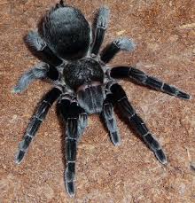 Tliltocatl Schroderi - Mexican Black Velvet
