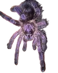 Avicularia Purpurea - Purple Pink Toe Tarantula