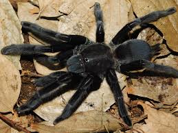 Chilobrachys sp. Kaeng Krachan - Dark Earth Tiger Tarantula