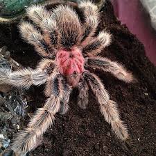 Grammastola Rosea 'Red' - Chilean Rose Hair