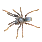 Ornithoctoninae Sp. -  Vietnam Silver Tarantula