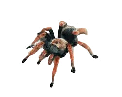 Mexican Fire Leg Tarantula - Brachypelma Boehmei