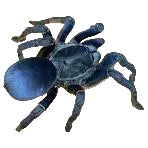 Ornithoctoninae Sp. -  Vietnam Silver Tarantula