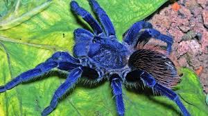 Lasiocyano Sazimai - Brazilian Blue Tarantula