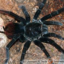 Pamphobeteus Antinous - Steely Blue Leg Birdeater