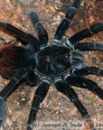 Pamphobeteus Antinous - Steely Blue Leg Birdeater