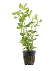 Live Loose Aquatic Plant