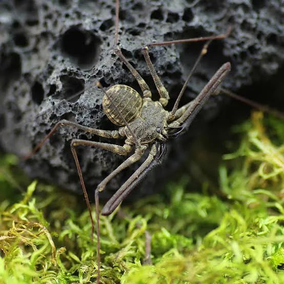 Euphrynichus Bacillifer - Tailless Whip Scorpion