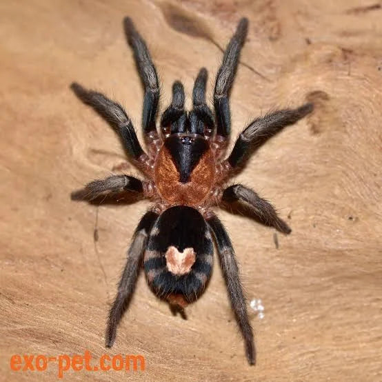 Cyriocosmus Elegans - Trinidadian Dwarf Tiger Rump (Love Heart Butt)