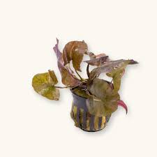 Live Loose Aquatic Plant