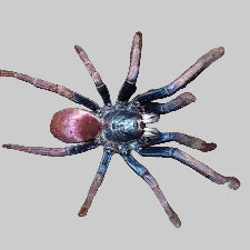 Cilantica devamatha - Psychedelic Earth Tiger - Sling