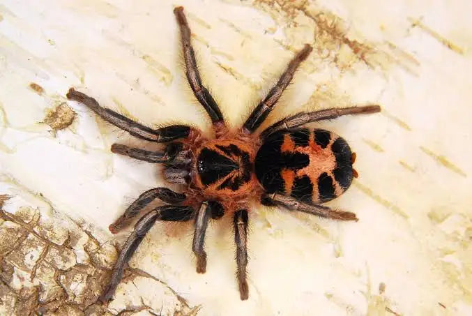 Cyriocosmus leetzi - Colombian Dwarf Tiger
