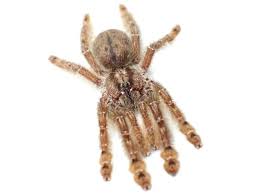 Stromatopelma Calceatum - Featherleg Baboon Tarantula