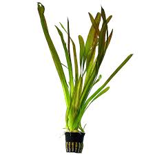 Live Loose Aquatic Plant
