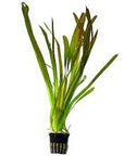 Live Loose Aquatic Plant