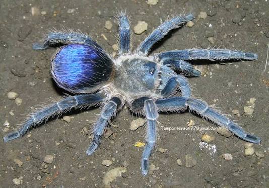 Spinosatibiapalpus sp 'blue'Colombian Blue Dwarf or Colombian Blue Bottle