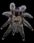 Avicularia juruensis - Peruvian Pink Toe Tarantula M2