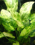 Florida 10 Species Live Aquarium Plants Bundle
