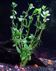 8 Species Aquarium Plants Bundle – Anacharis, Hornwort, Amazon Sword, Moneywort, Ludwigia and Cryptocoryne