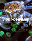 Apocyclops panamensis Reef Copepods