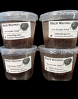 Live Feeder Blackworms