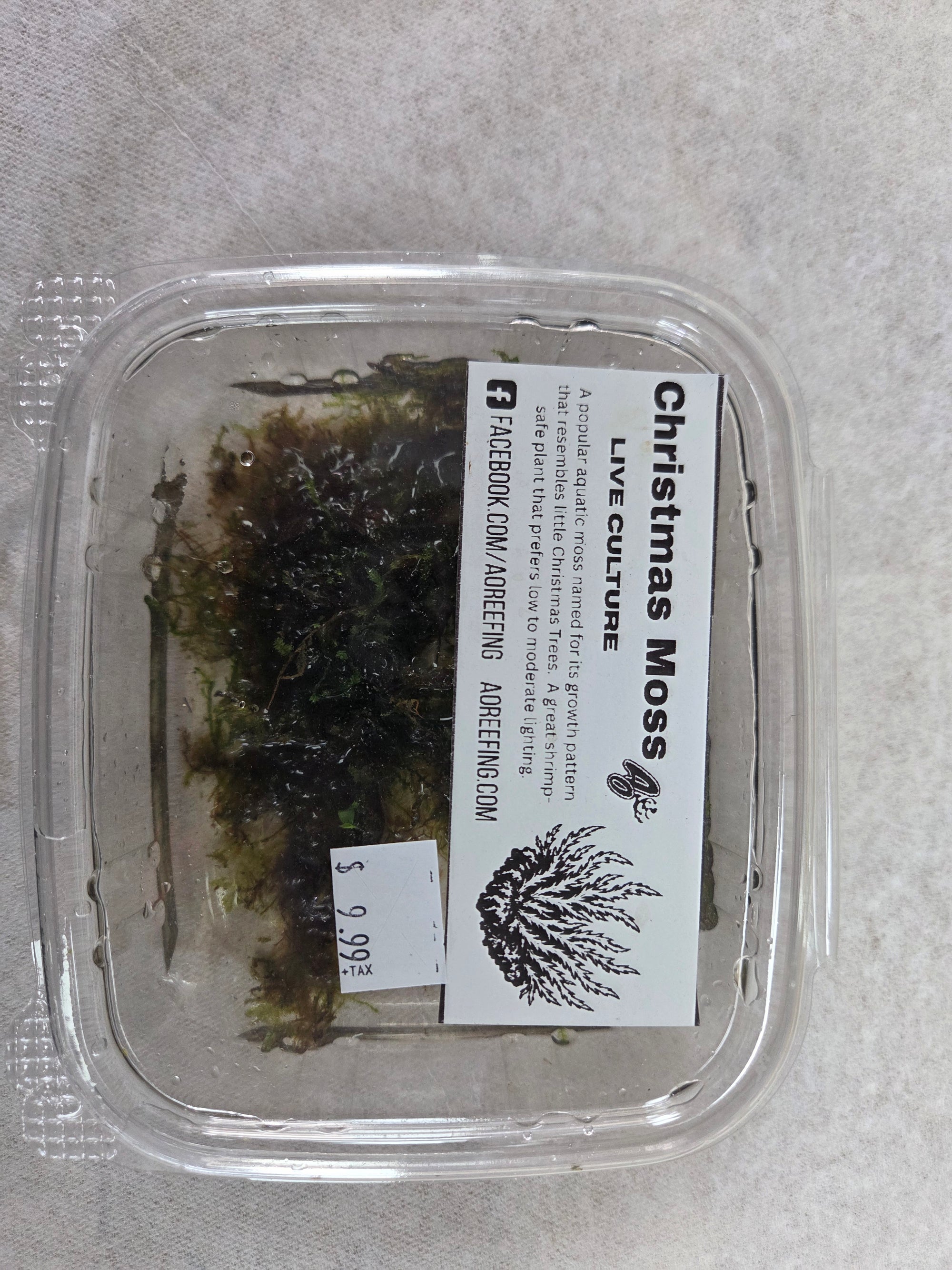 AO - Live Christmas Moss Culture