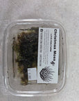 AO - Live Christmas Moss Culture