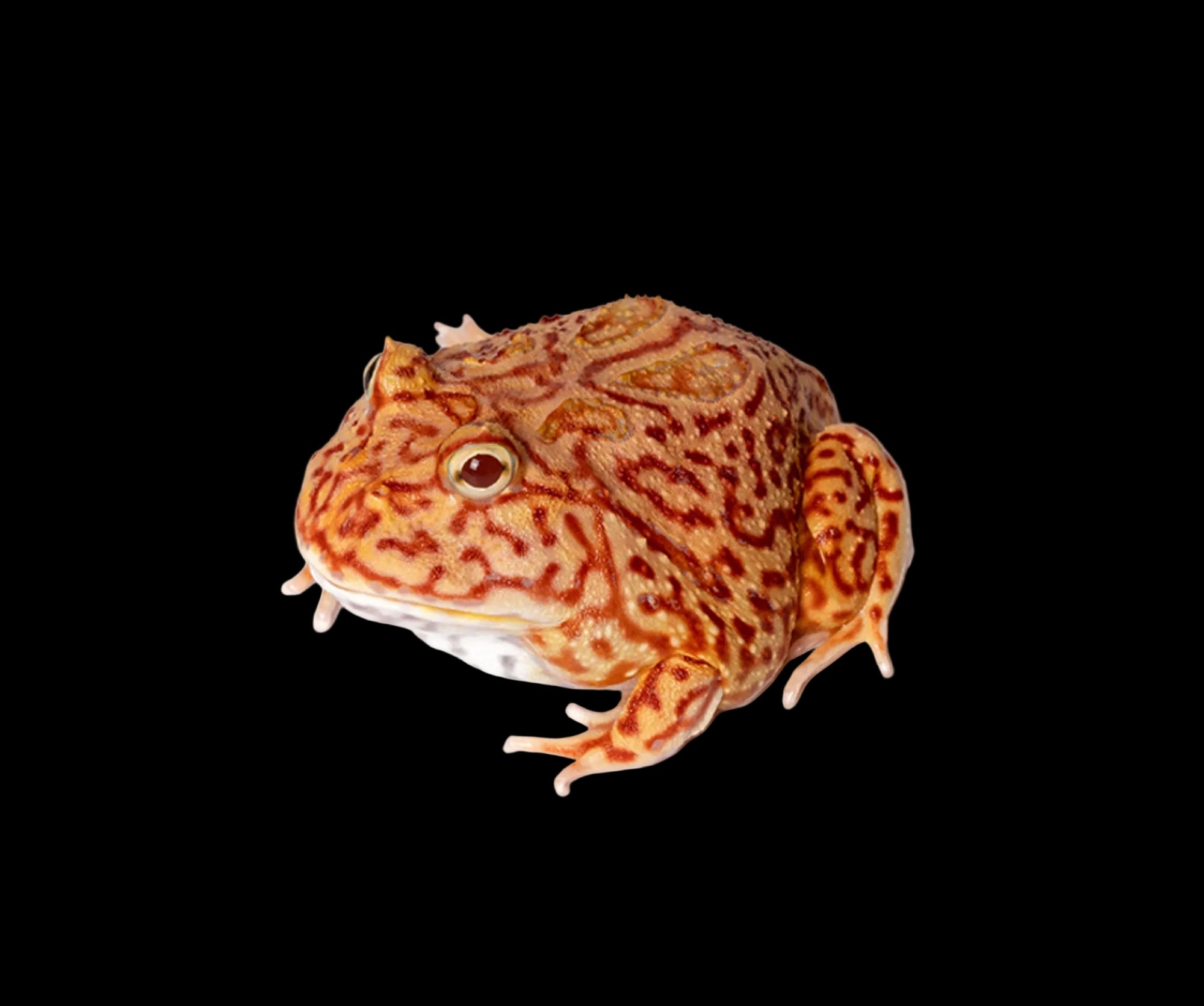 Pacman Frog - Coral Blaze - Ceratophrys cranwelli