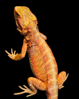 Bearded Dragon - Red Hypo -pogona vitticeps
