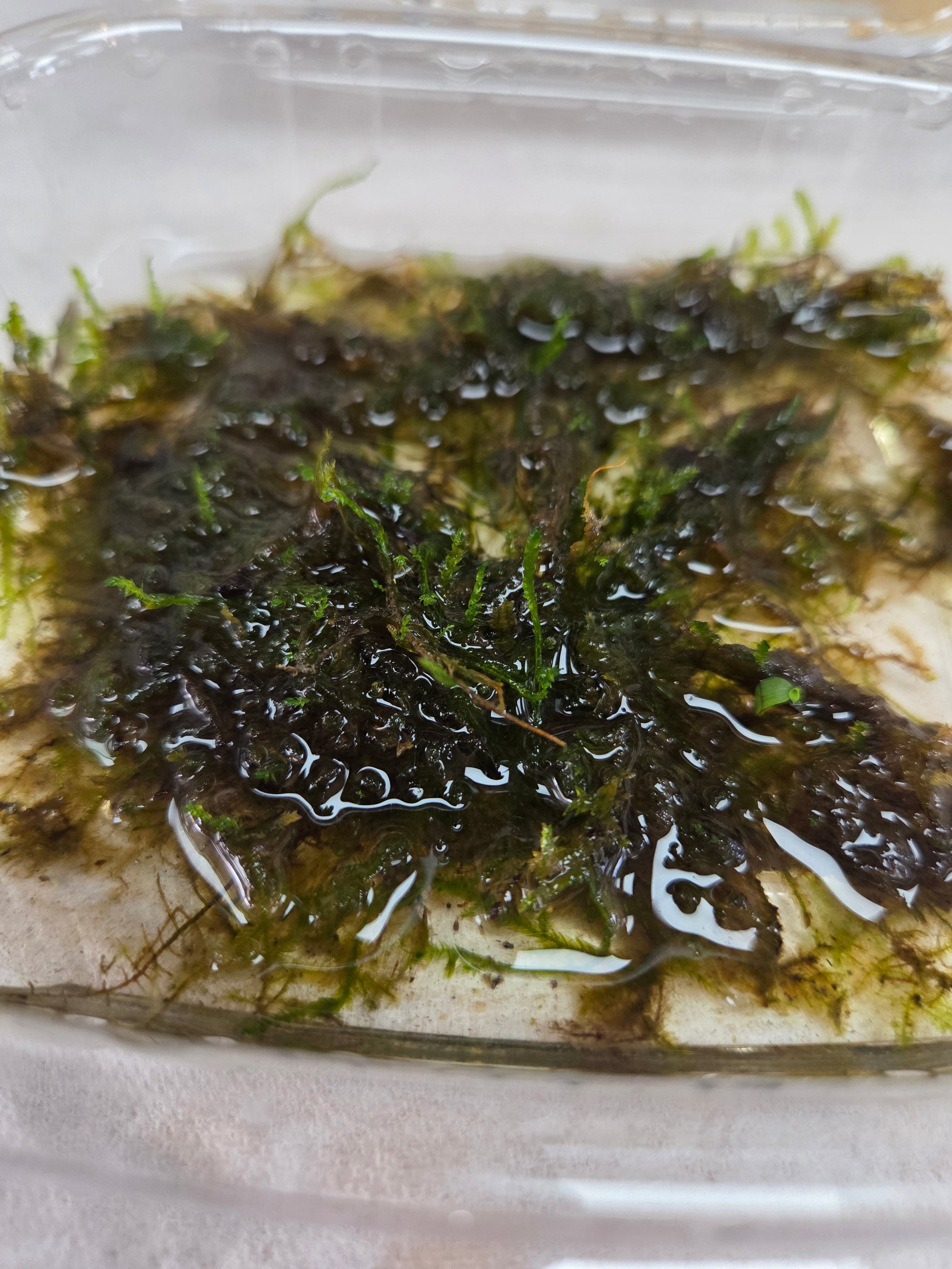 AO - Live Christmas Moss Culture