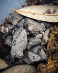 Panda King Isopods - Cubaris (10-20ct mini colony)
