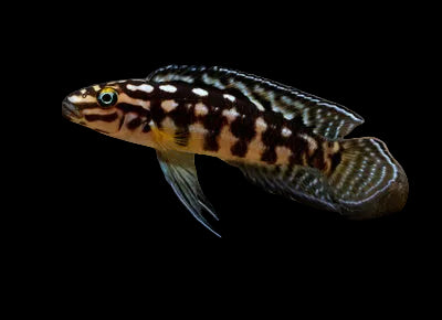 Julie Cichlid - Julidochromis marlieri