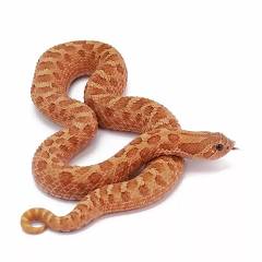 Hognose Snake - Mai Tai - Heterodon Nasicus