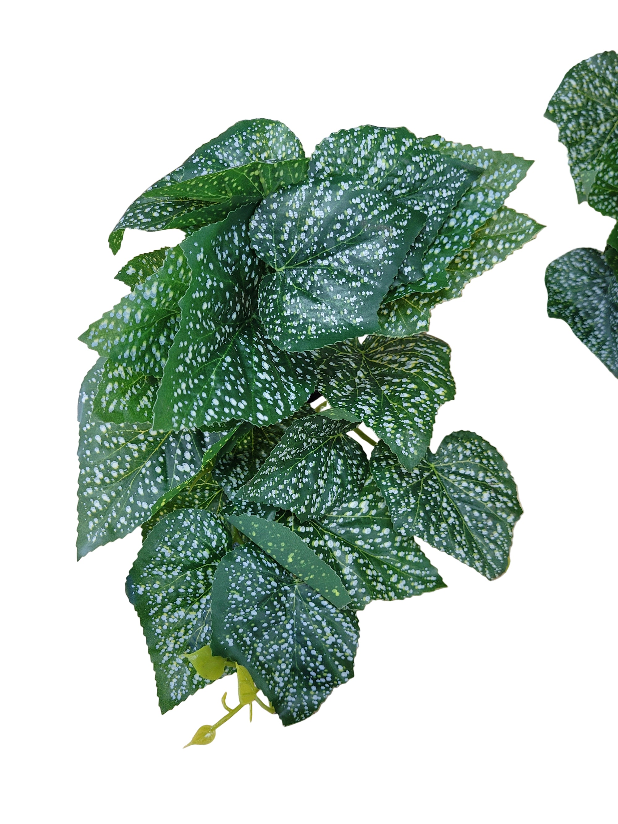 pothos spotted Komodo - Living Natural Realistic Decor