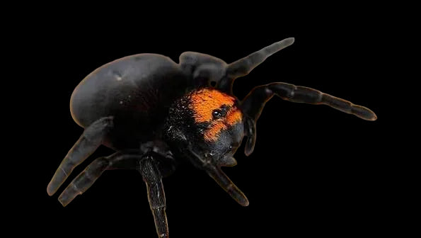 Eresus sp. Balcanicus yellow-headed or orange-face velvet spider- sling