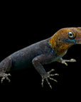 Yellow-headed Gecko - Gonatodes albogularis fuscus