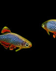 Celestial Pearl Danio - Danio margaritatus