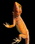 Bearded Dragon - Red Hypo -pogona vitticeps