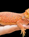 Bearded Dragon - Red - Pogona vitticeps