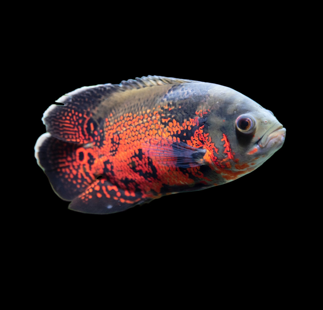 Tiger Oscar - Astronatus ocellarus